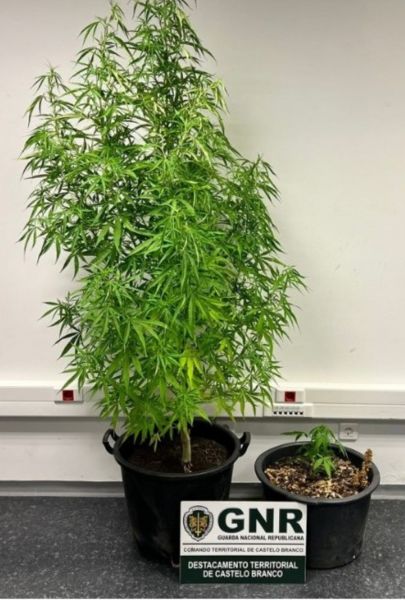 Castelo Branco: Idosa constituída arguida por alegado cultivo de canábis em Alcains
