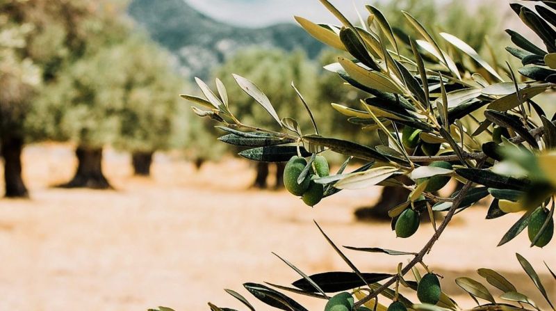 idanha-a-nova-food4sustainability-promove-ayyo-de-formayyo-sobre-azeite-sustentabilidade-e-regenerayyo-agrycola-na-zebreira