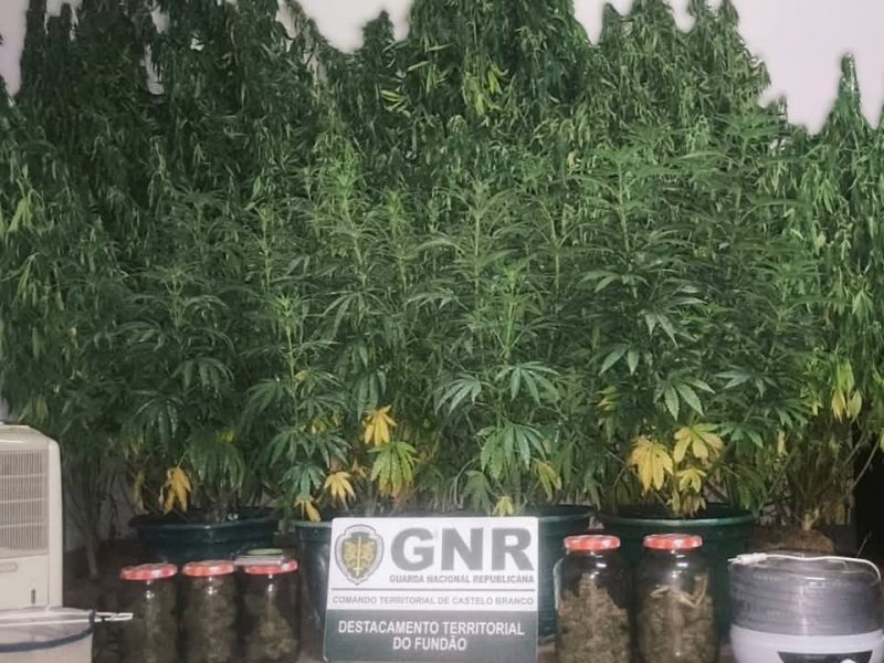 gnr-detym-sete-traficantes-de-droga-no-fundyo
