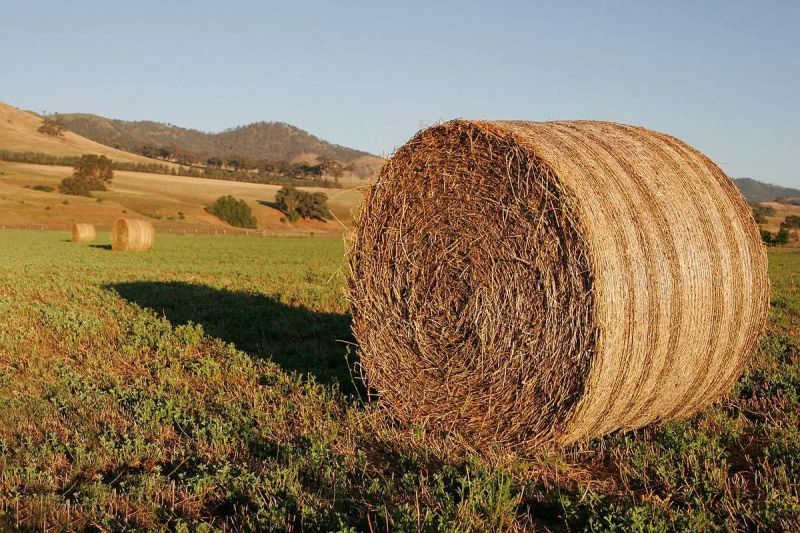 incyndios-fundyo-ajuda-agricultores-com-fornecimento-de-alimento-para-animais