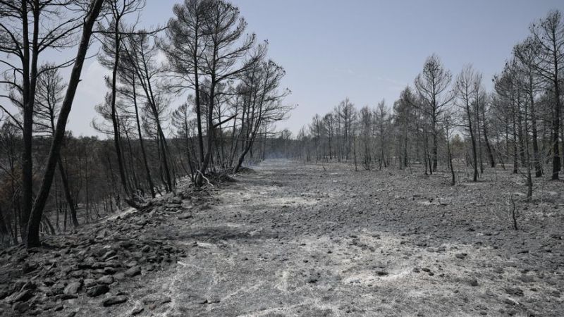 Incêndios: Agricultores de Castelo Branco pedem apoio urgente a Montenegro